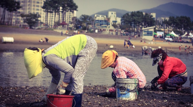 Busy bees clam collecting in Yeosu